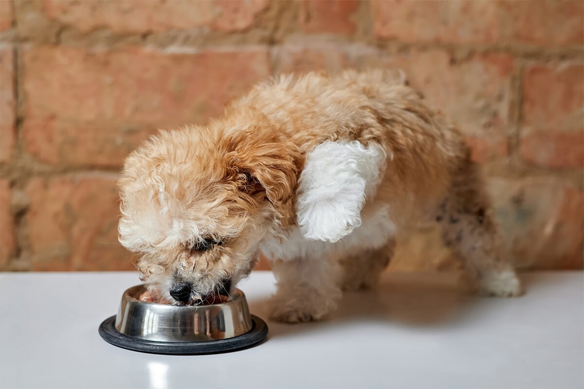 【獣医師監修】犬の嘔吐の原因は?液体の色から考えられる病気を解説